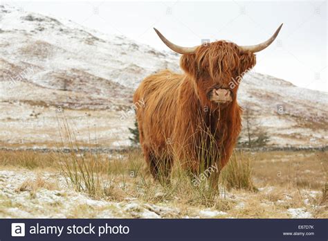 Highland Cow On A Snow Covered Scottish Highland Landscape Stock Photo