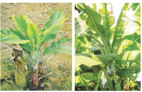 Jan 02, 2019 · banana bunchy top disease is transmitted by aphids, especially the banana aphid. Strengthening National Efforts to Control Banana Bunchy ...
