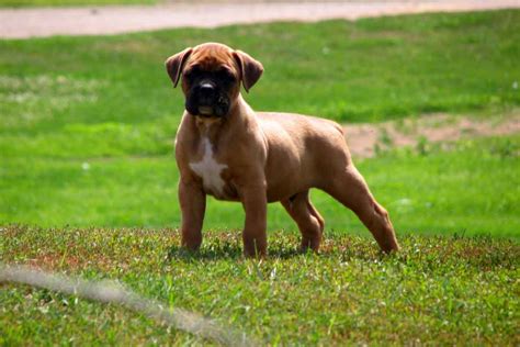 All of our puppies are raised in our home with excellent socialization and lots of love. Boxer Puppies For Sale | Dog Bazar