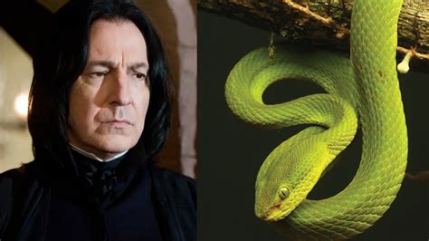 Scientists Named This Newly Discovered Snake After Slytherin