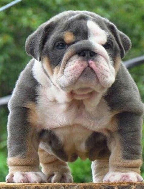 We also have bulldog stud service, english bulldog stud service, blue a chocolate bulldog is simply a black dog that has been diluted in color, twice (bb dilutes. Tri-color bulldog - Awesome | Chiots bouledogues ...
