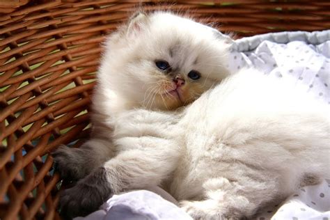 As well as being sturdy little felines with very few health issues, these cats are blessed with some of the most appealing character traits of any cat i've ever encountered. British longhair seal golden tabby point - #cat #chat # ...