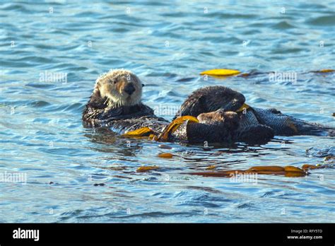 Sea Otters Enhydra Lutris Wrapped In Kelp On The Central Coast At