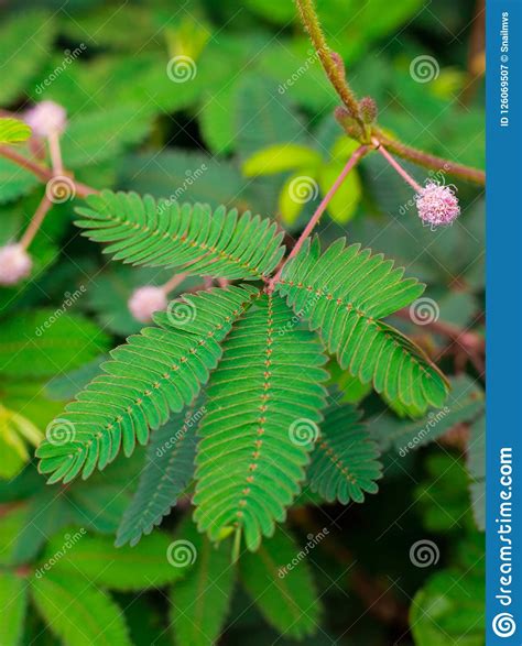 A Sensitive Compound Leaf Of Mimosa Pudica Sensitive Plant Shame