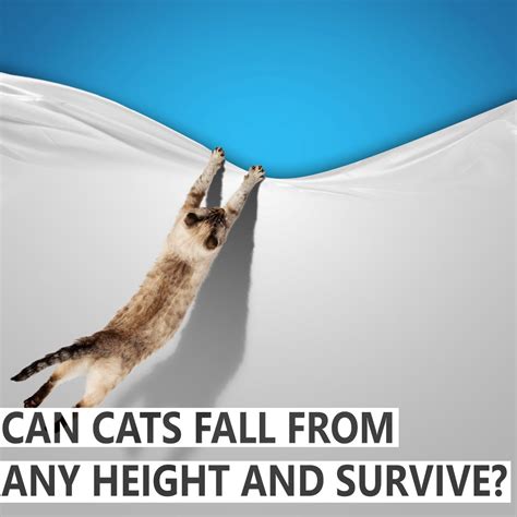 However, the height of a closet, kitchen cupboard, or refrigerator is rarely enough to hurt a cat. Can Cats Fall From Any Height and Survive? - BlindBengal