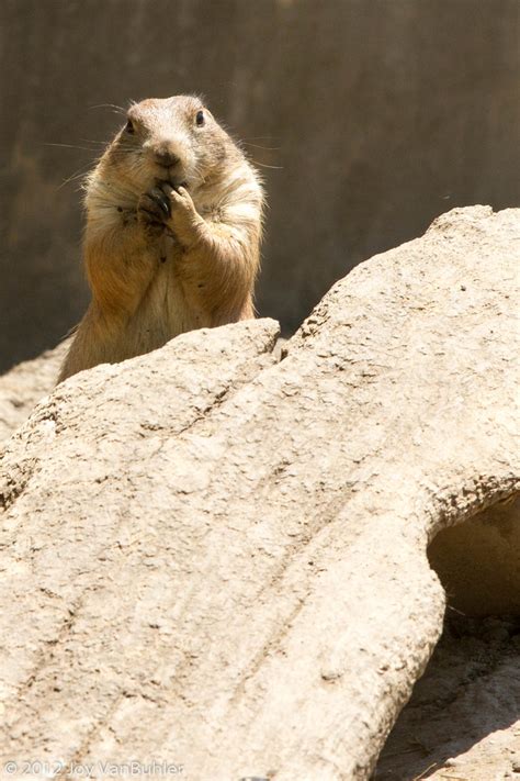 Detroit Zoo Prarie Dog Joy Vanbuhler Flickr