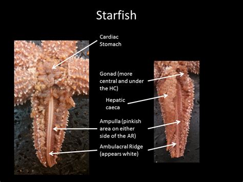 Internal Anatomy Of A Starfish Labeled