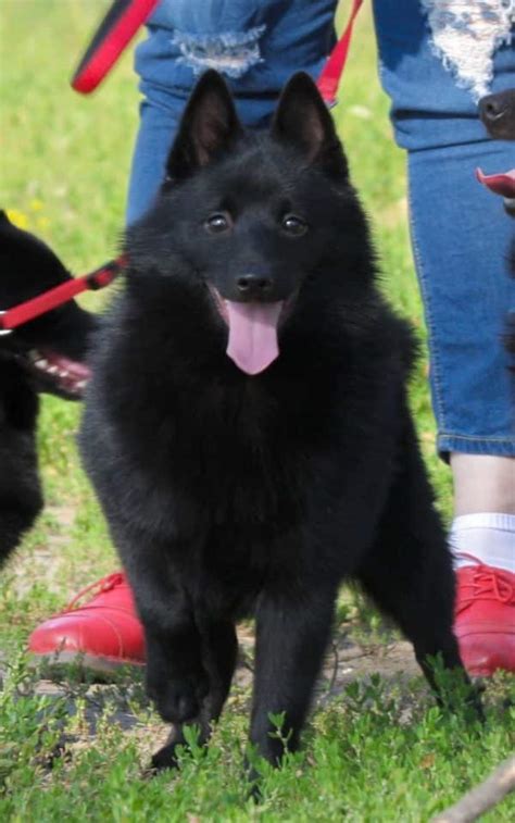 Elisey | Purebred, healthy Schipperke puppy for sale | NewDoggy.com