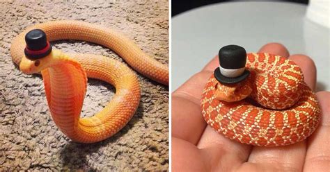 It's rare to find one without the other. If You Are Scared Of Snakes Then Have A Look At These ...