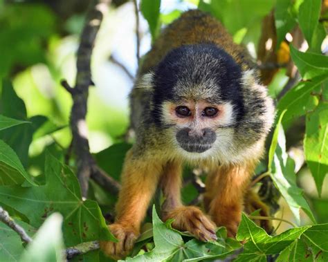 Free Picture Jungle Monkey Animal Primate Rain Forest Cute Wildlife
