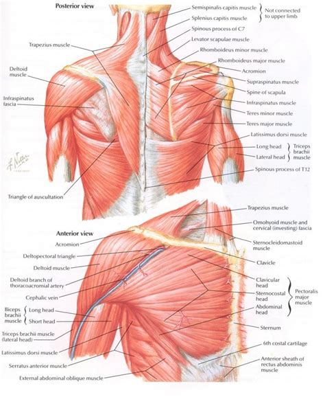 Neck And Shoulder Muscles Diagram Koibana Info Shoulder Muscle
