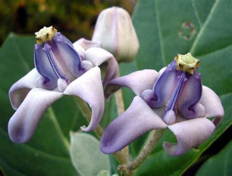 Crown Flower Or Giant Milkweed Are Great Additions To Any Tropical