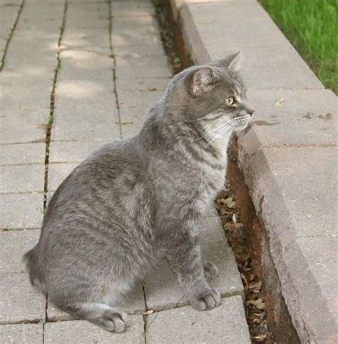 Manx Syndrome And The Fascinating Tailless Manx Cat The