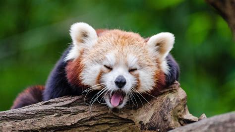 Red Panda Cute Yawn 4k Baby Hd Wallpaper