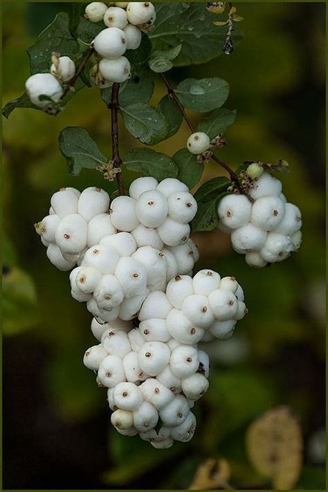 Snowberries White Gardens Trees And Shrubs Fruit