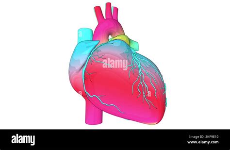 Human Heart Beating Animation Stock Video Footage Alamy