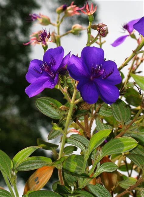Boys names that mean shades of purple. Tibouchina urvilleana - Princess-flower, Glorybush ...
