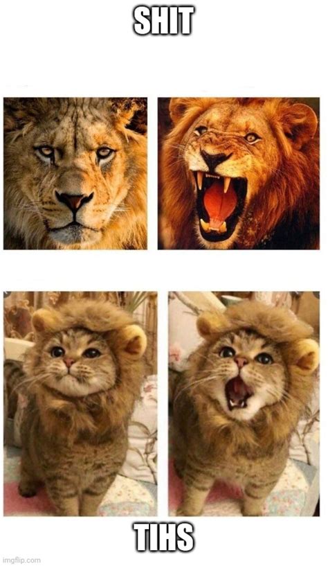 Image Tagged In Lion Roaring And Cat Meowing Imgflip
