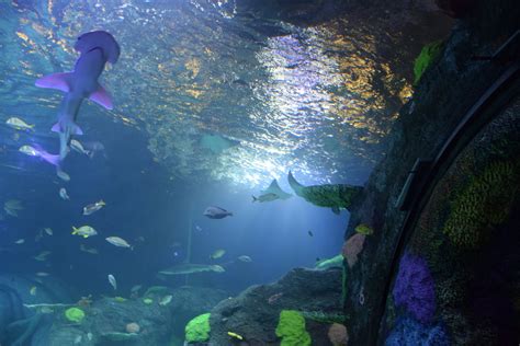 Welcome To Sea Life Michigan Aquarium Oakland County Blog