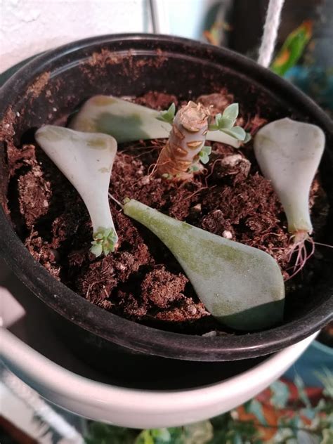 How To Propagate Succulents Step By Step The Practical Planter