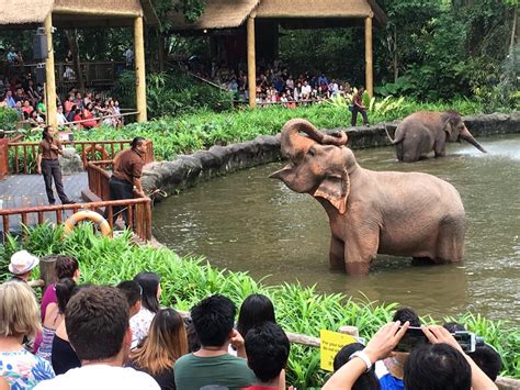 Singapore Zoo Stops Making Elephants Perform In New Format For Show
