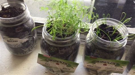 Some people use herbal materials in dried flower arrangements and related crafts.how to grow herbs in home gardens. Home Grown Fresh Herb garden - YouTube