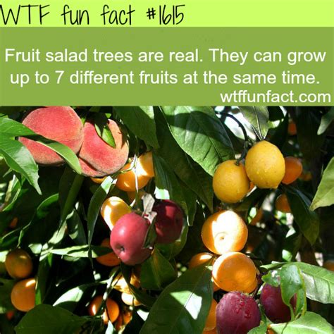 The amazing fruit salad tree, as seen on tv, allows you to grow 5 different fruit varieties from 1 single tree. fruit salad trees