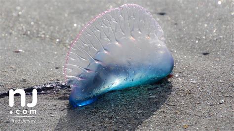 True jellyfish are scyphozoans and the majority of them are not particularly dangerous to the majority of humans. Portuguese man o' war found on New Jersey beaches - YouTube