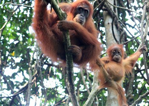 Visit Bukit Lawang On A Trip To Indonesia Audley Travel