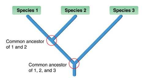 Phylogenetic Classification ‹ Opencurriculum