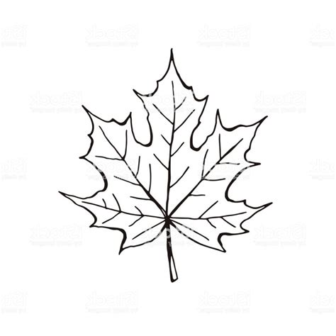 Maple Leaf Outline Vector At Collection Of Maple Leaf