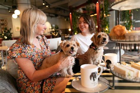 Top 5 Dog Friendly Cafes And Restaurants In London