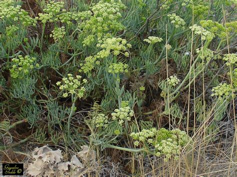 A chi non piacciono i fiori gialli? il giardino di giusalvo