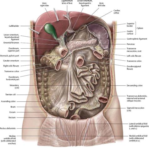 Spaces Atlas Of Anatomy