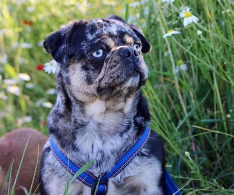 11 Things You Should Know About Merle Pugs Ned Hardy