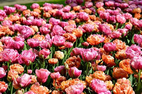 I wanted to use the flowers as a centerpiece but there is not enough volume and presence to accomplish that. Tulip Peony Party Collection | Tulips, Peonies, Bulb flowers