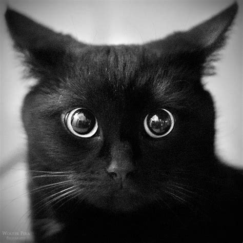 A Black Cat With Big Eyes Looking At The Camera
