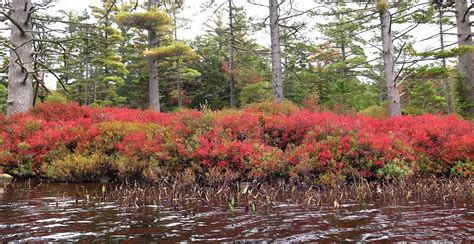 Saratoga Woods And Waterways Autumns Glory At Lens Lake