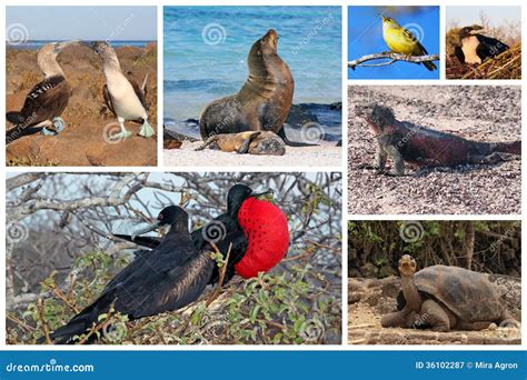 Collage De La Fauna De Las Islas Galápagos Fotografía De Archivo Libre