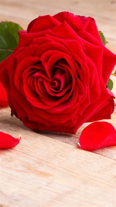 Pin De Trinidad Lawyer Richard Sirjoo Em Red Roses Em 2021 Rosas