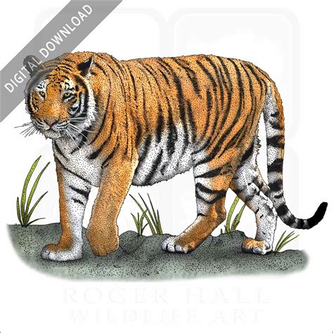 Stock Art Drawing Of A Bengal Tiger Inkart