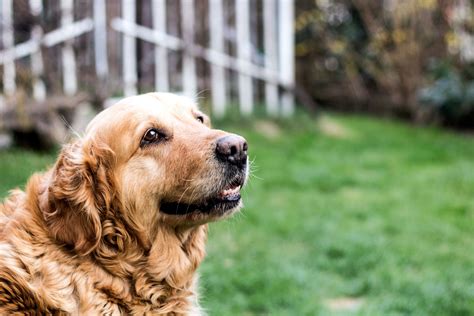 3 Reasons Why Adopting A Senior Pet Is A Wonderful Decision Pets Pet