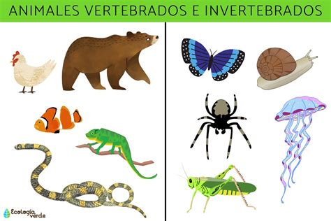 Animales Vertebrados E Invertebrados Características Ejemplos Y