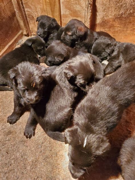 German shepherd puppies available now for sale. German Shepherd Puppies For Sale | East Freetown, MA #321167