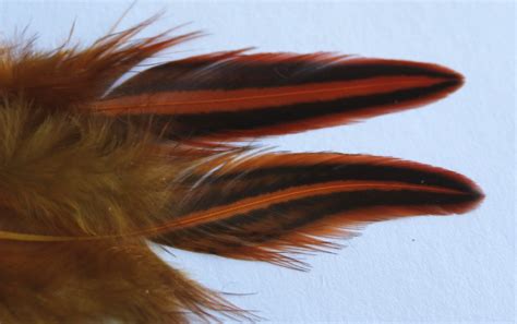 super geade jungle cock jc feathers salmon fly tying 13 海外 即決 fj