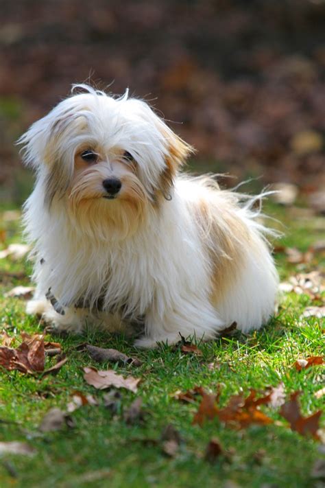 Beautiful And Playful Havanese Puppy Photo Session On Location At A