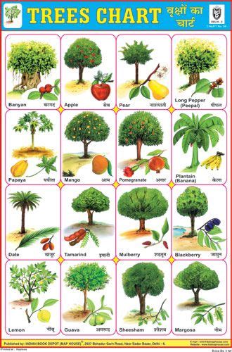 Trees Chart Trees Name In English Name Of Vegetables Tree