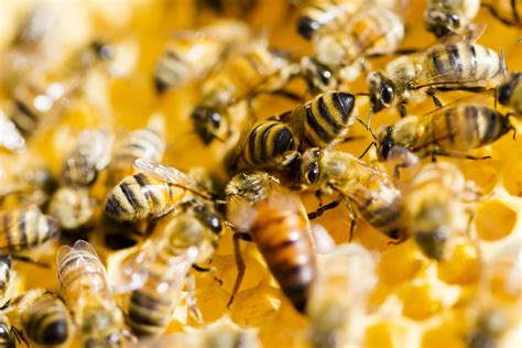 Bee Colony Collapse Disorder Hurts More Than The Honey Industry Bee Colony Bee Bee Facts