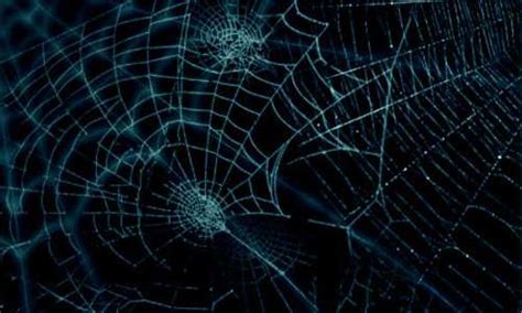 A Collection Of Free Spider Web Brushes