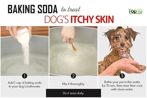 Home Remedies To Deal With Your Dogs Itchy Skin Page 2 Of 3 Top 10